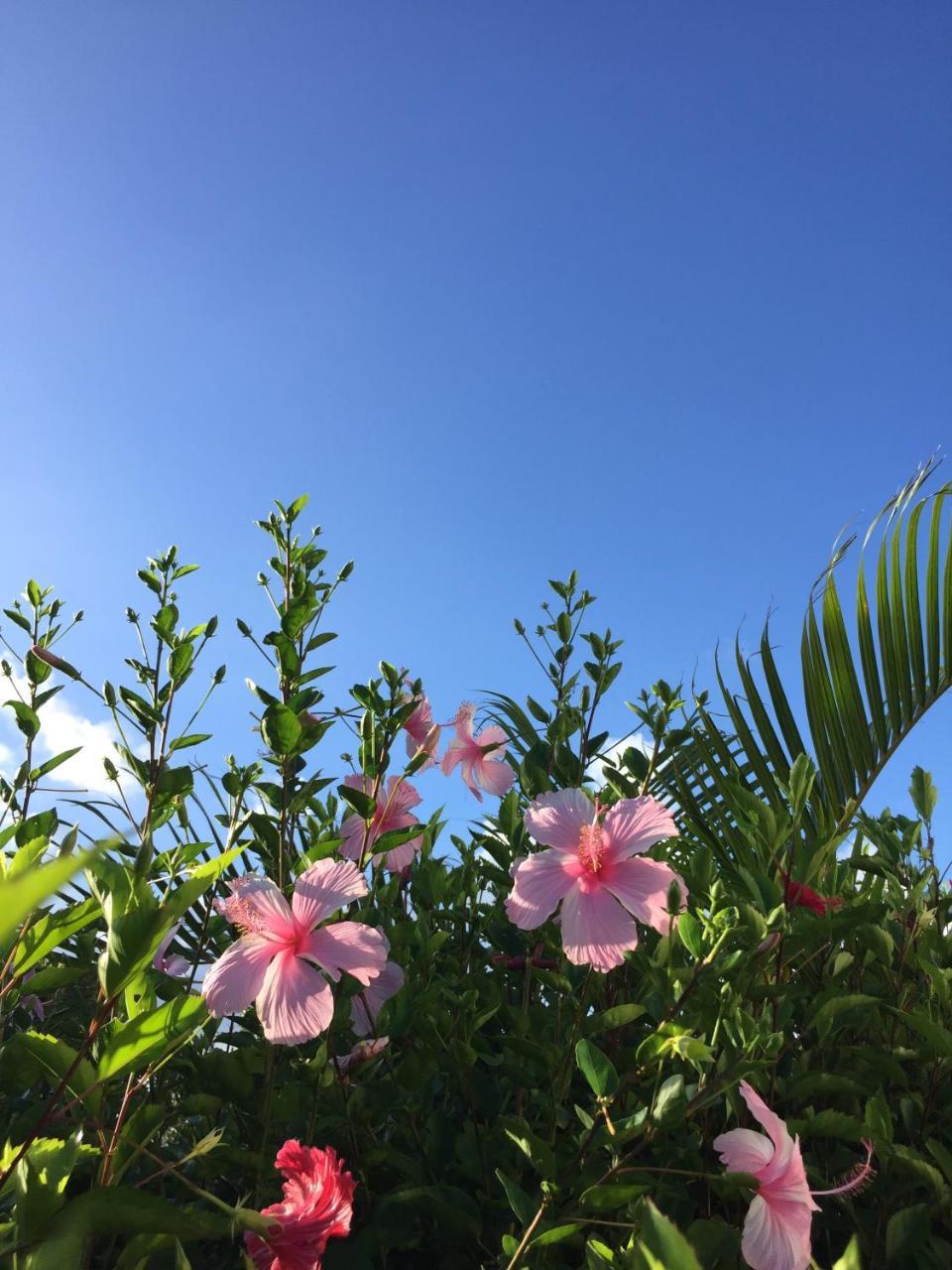 Guest House Annsea Ishigaki  Exterior foto